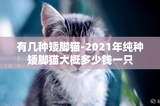 有幾種矮腳貓-2021年純種矮腳貓大概多少錢一只