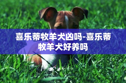 喜樂蒂牧羊犬兇嗎-喜樂蒂牧羊犬好養嗎