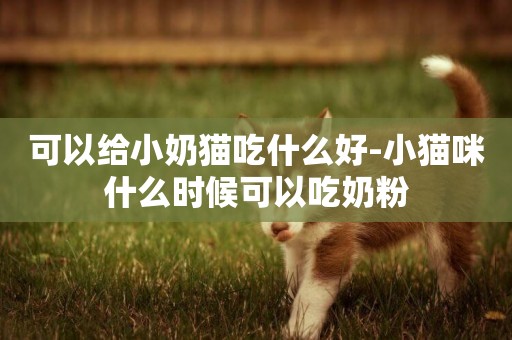 可以給小奶貓吃什么好-小貓咪什么時候可以吃奶粉