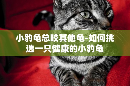 小豹龜總咬其他龜-如何挑選一只健康的小豹龜
