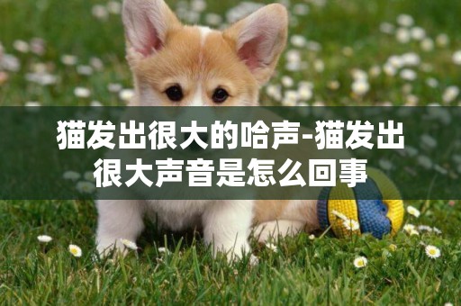 貓發出很大的哈聲-貓發出很大聲音是怎么回事