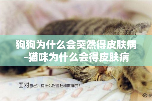 狗狗為什么會突然得皮膚病-貓咪為什么會得皮膚病