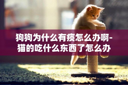 狗狗為什么有痰怎么辦啊-貓的吃什么東西了怎么辦