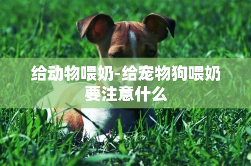 給動物喂奶-給寵物狗喂奶要注意什么