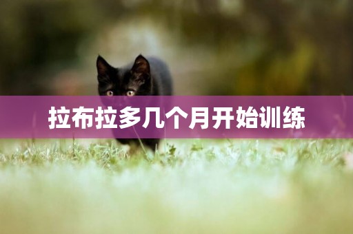 拉布拉多幾個月開始訓練