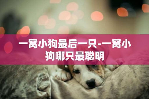 一窩小狗最后一只-一窩小狗哪只最聰明