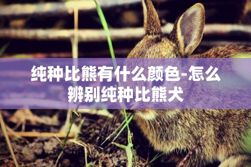 純種比熊有什么顏色-怎么辨別純種比熊犬