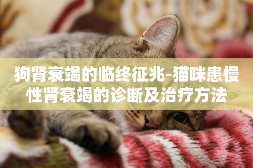 狗腎衰竭的臨終征兆-貓咪患慢性腎衰竭的診斷及治療方法