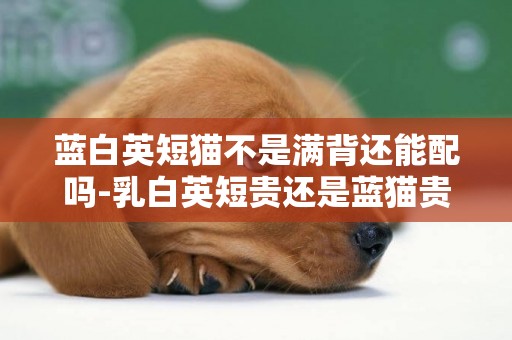 藍白英短貓不是滿背還能配嗎-乳白英短貴還是藍貓貴