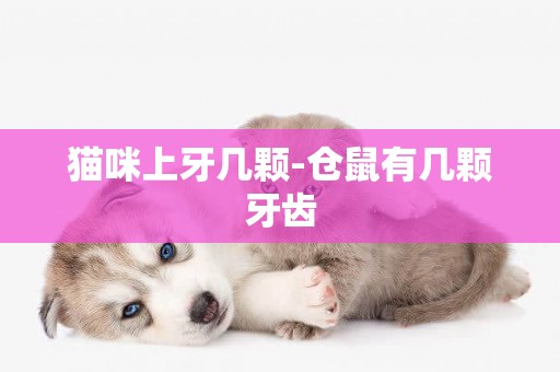 貓咪上牙幾顆-倉鼠有幾顆牙齒