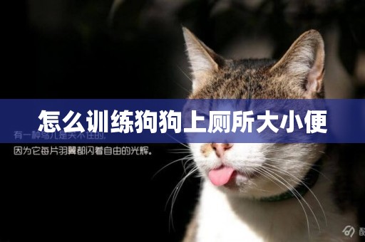 怎么訓練狗狗上廁所大小便