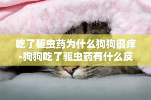 吃了驅蟲藥為什么狗狗很癢-狗狗吃了驅蟲藥有什么反應