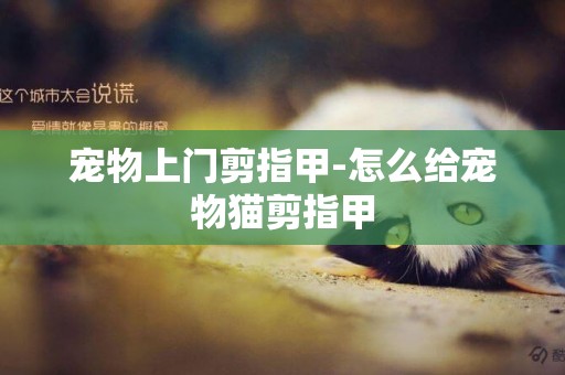 寵物上門剪指甲-怎么給寵物貓剪指甲