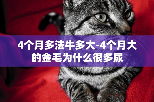4個月多法牛多大-4個月大的金毛為什么很多尿