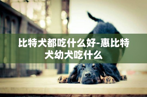 比特犬都吃什么好-惠比特犬幼犬吃什么