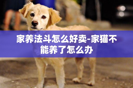家養法斗怎么好賣-家貓不能養了怎么辦