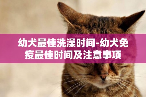 幼犬最佳洗澡時間-幼犬免疫最佳時間及注意事項
