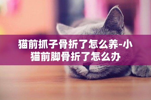 貓前抓子骨折了怎么養-小貓前腳骨折了怎么辦