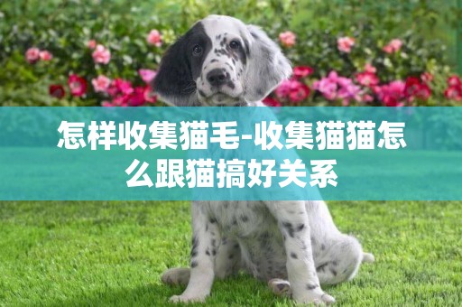 怎樣收集貓毛-收集貓貓怎么跟貓搞好關系