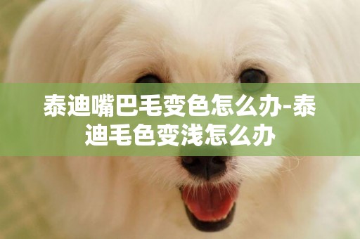 泰迪嘴巴毛變色怎么辦-泰迪毛色變淺怎么辦