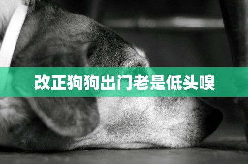改正狗狗出門老是低頭嗅