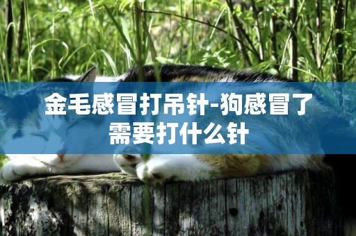 金毛感冒打吊針-狗感冒了需要打什么針
