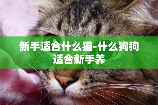 新手適合什么貓-什么狗狗適合新手養