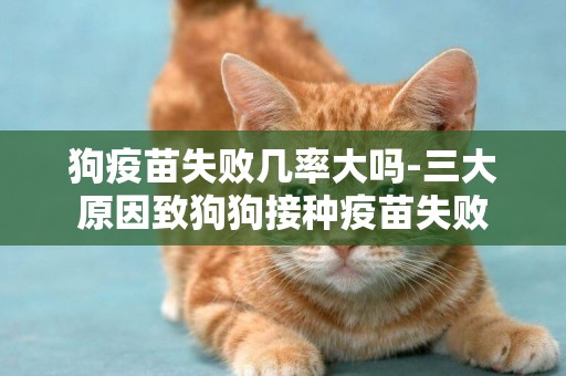 狗疫苗失敗幾率大嗎-三大原因致狗狗接種疫苗失敗