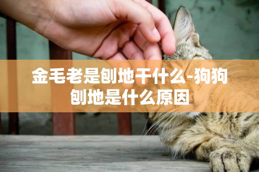 金毛老是刨地干什么-狗狗刨地是什么原因