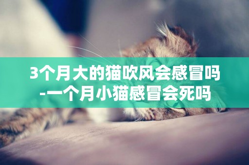 3個月大的貓吹風會感冒嗎-一個月小貓感冒會死嗎