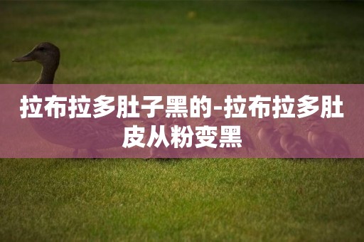 拉布拉多肚子黑的-拉布拉多肚皮從粉變黑