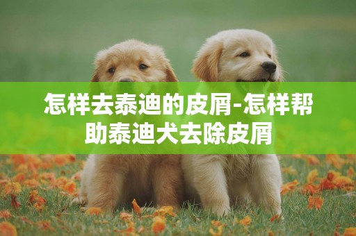 怎樣去泰迪的皮屑-怎樣幫助泰迪犬去除皮屑