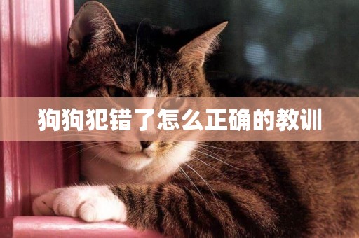 狗狗犯錯了怎么正確的教訓
