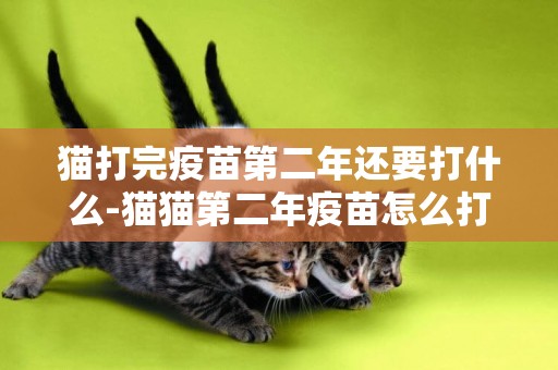 貓打完疫苗第二年還要打什么-貓貓第二年疫苗怎么打