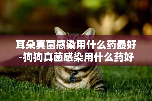 耳朵真菌感染用什么藥最好-狗狗真菌感染用什么藥好