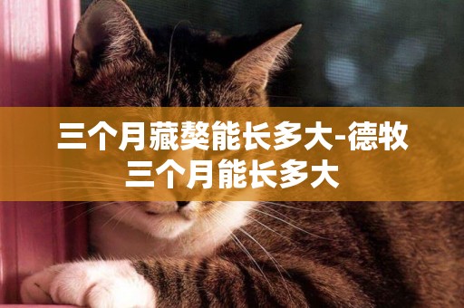 三個月藏獒能長多大-德牧三個月能長多大