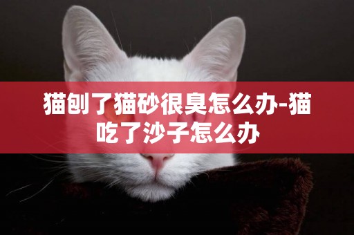 貓刨了貓砂很臭怎么辦-貓吃了沙子怎么辦
