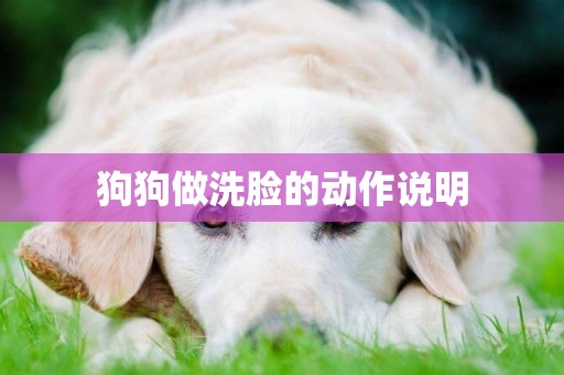 狗狗做洗臉的動作說明