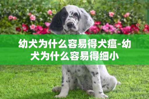 幼犬為什么容易得犬瘟-幼犬為什么容易得細小