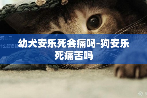 幼犬安樂死會痛嗎-狗安樂死痛苦嗎