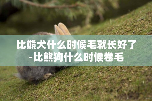 比熊犬什么時候毛就長好了-比熊狗什么時候卷毛