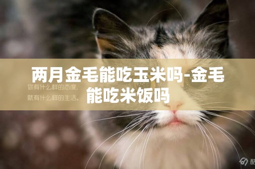 兩月金毛能吃玉米嗎-金毛能吃米飯嗎