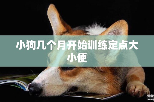 小狗幾個月開始訓練定點大小便