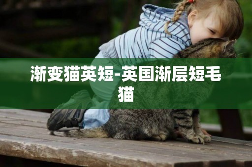 漸變貓英短-英國漸層短毛貓
