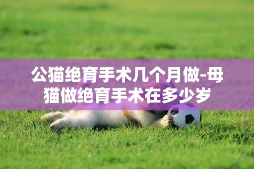 公貓絕育手術幾個月做-母貓做絕育手術在多少歲