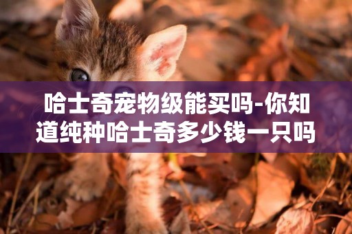 哈士奇寵物級能買嗎-你知道純種哈士奇多少錢一只嗎