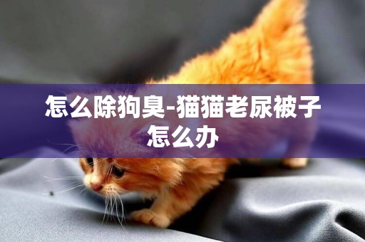 怎么除狗臭-貓貓老尿被子怎么辦