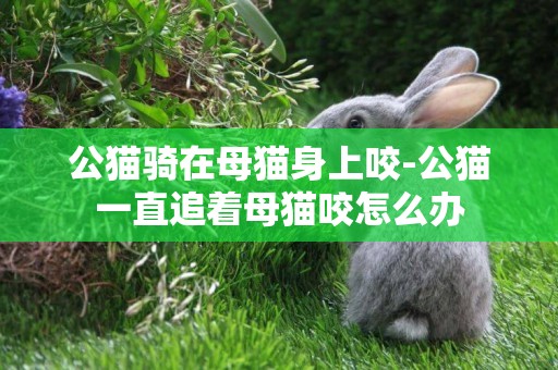 公貓騎在母貓身上咬-公貓一直追著母貓咬怎么辦