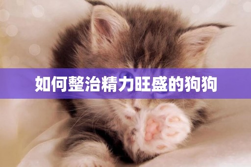 如何整治精力旺盛的狗狗