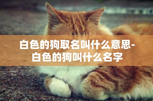 白色的狗取名叫什么意思-白色的狗叫什么名字